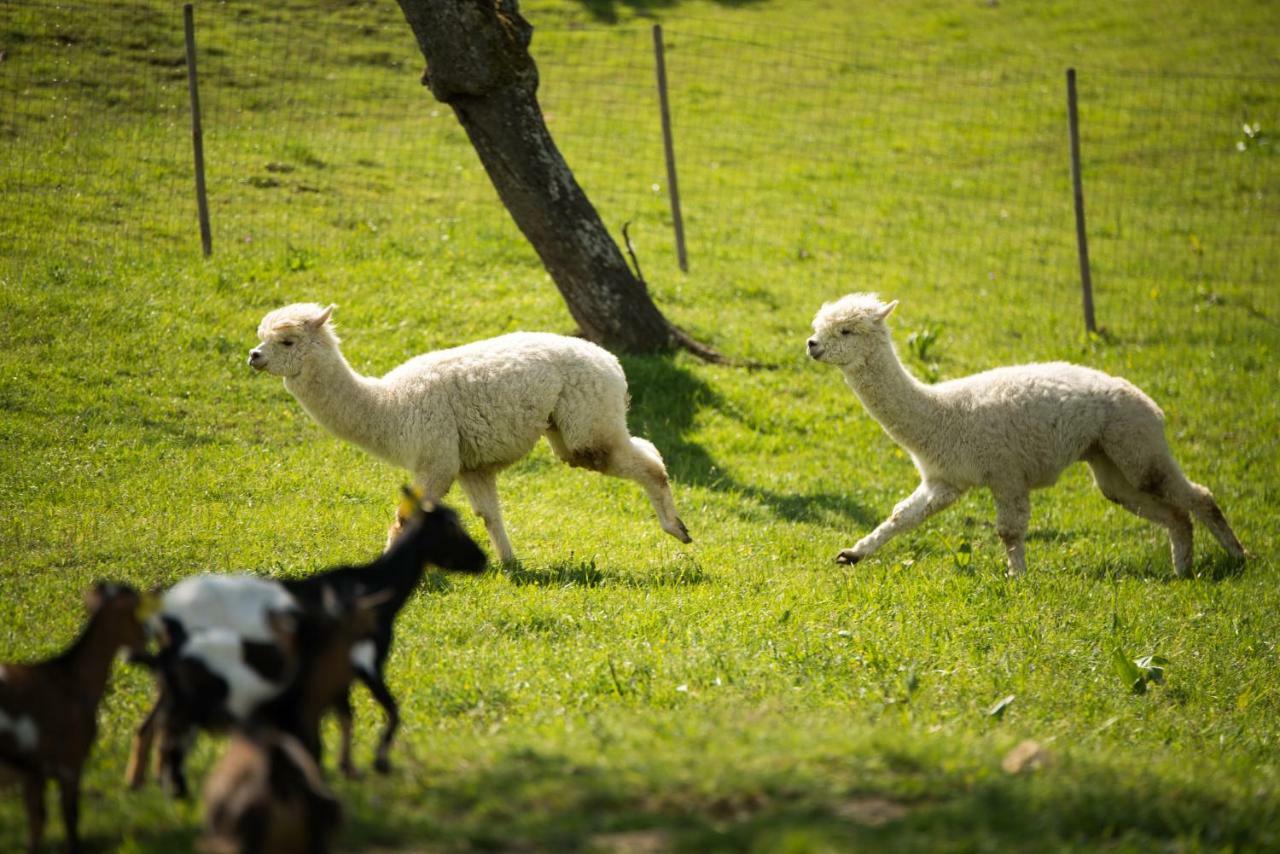 シュトレ  Adventure Farm Bed & Breakfast エクステリア 写真